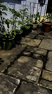 2.8K views · 44 reactions | ind that growing food in pots makes...