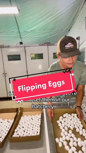 How to Incubate Quail Eggs