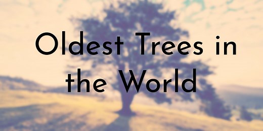 10 Oldest Trees in the World