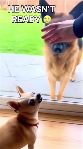 Corgi Talks Trash… Until the Door Opens 😭🐶 | German Shepherd vs Corgi
