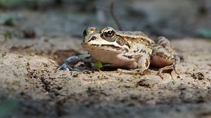 The pool frog (Pelophylax lessonae) is a European frog. It is one of only four amphibian species recognized by the UK government as protected under its Biodiversity Action Plan.