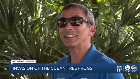 Invasive Cuban tree frogs eating their way through Florida