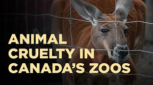 Crisis of Cruelty in Canada’s Zoos