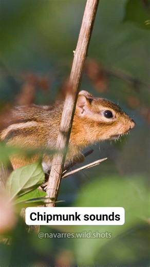 Eastern Chipmunk calls 🐿️🎶 This sound is often mistaken for a bird call. But it's a chipmunk "chipping" away. #animalsounds #squirrelsounds | Navarre Marshall