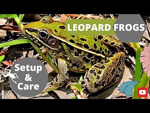 LEOPARD FROG: How to set up a terrarium and care! (2020)