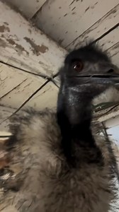 99K views · 4.2K reactions | What do you expect from Karen? The worst. You expect the worst. | Useless Farm | Facebook