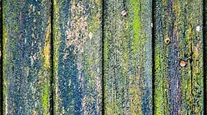 11 Ways to Remove Green Algae & Mold from Your Deck - Backyard Patios and Decks