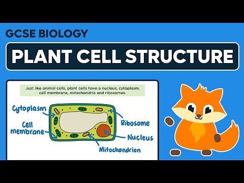 Plant Cell Structure - GCSE Biology