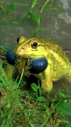 Amazing Frog Sounds | Bullfrog’s Thunderous Call! 🐸 | #Bullfrog #FrogSounds #oliverhayden