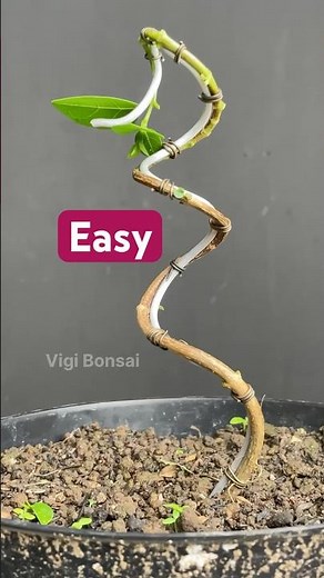 Easy Ways to Shape a Bonsai Tree