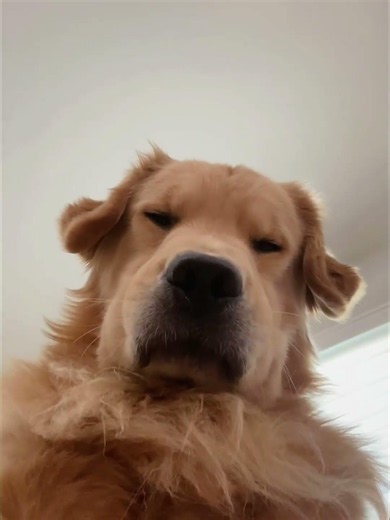 When you have a Golden Retriever, chaos becomes your lifestyle.💥#goldenretriever #doglife #fyp
