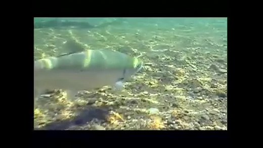 How to Safely Catch and Release - Fish & Fishing (U.S. National Park Service)