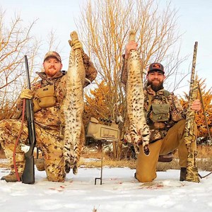 How to Hunt Bobcats: 3 Vital Steps to Success -