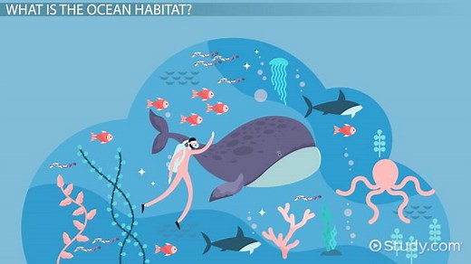 Ocean Habitat Facts: Lesson for Kids
