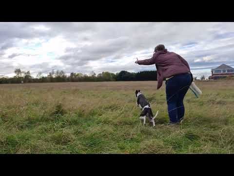 Retrieve Dummy Training with Young Arkle Whippet