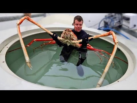 World's Biggest Crabs