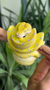 A green tree python at @ariellimaxarboreals has incredibly vibrant coloration! 💛🌟 TRR is made possible by @rodentpro #greentreepython #moreliaviridis #morelia #chondro #chondropython #python #snake #reptile #reptilepets #reptilefanatics #reptilekeeper #herpetology #herpetoculture #thereptilereport #thereptilereportofficial | The Reptile Report