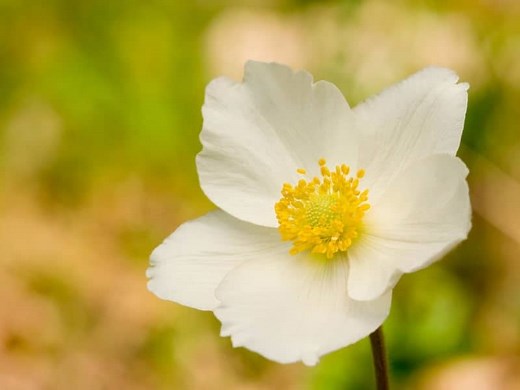 20 Flowers That Start With A (List of Flower Names A)
