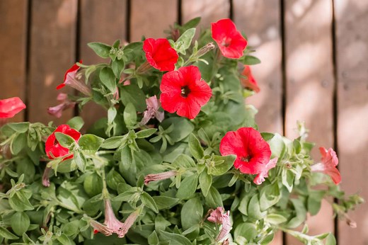 Petunias as Easy-Care Fast-Growing Annual Flowers