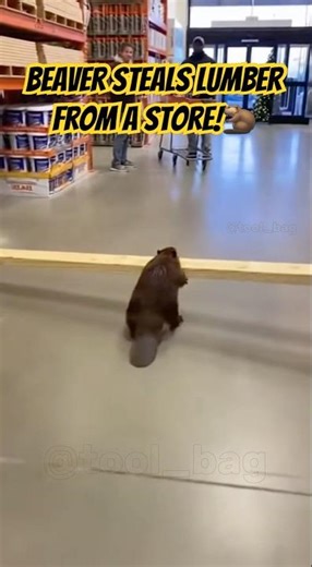 Beaver steals a piece of lumber at the local home improvement store! #theft #crazy #wildlife