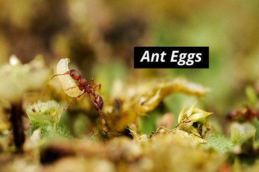 Ant Eggs: What Do They Look Like & How To Get Rid Of Them
