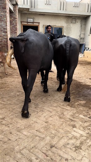 Beautiful buffalo #dairycowtv