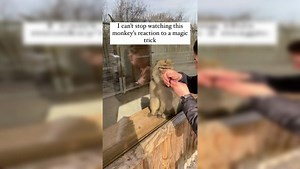 Viral video: Monkey's comical reaction to man's magic trick will make you burst out in laughter
