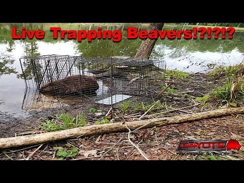 Live Trapping Beavers