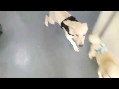 Labrador Retriever + Poodle Puppy For Adoption - 5 Months, PF143989 from Ampang , Selangor