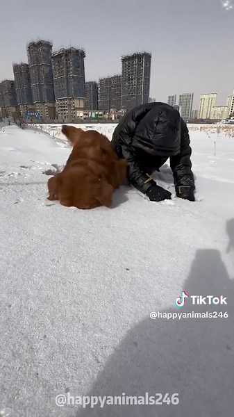safe to say he loves the snow🤣❄️#snow#dog#funny #funnyvideos#fypツ #funnydogs