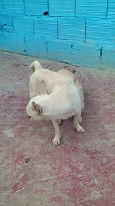 77K views · 473 reactions | #dogs #animals | The strange world of animals | Facebook