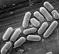 FREE Interactive Bacteria Quiz – Fun Science Quiz for Kids -