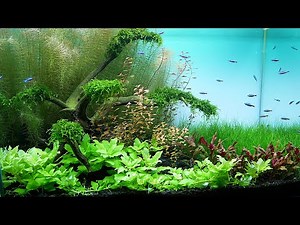 AQUASCAPING - How To Make Planted Aquarium