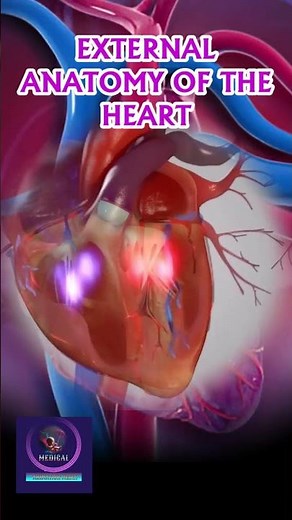 External Anatomy of the Heart: Structure, Layers, and Functions