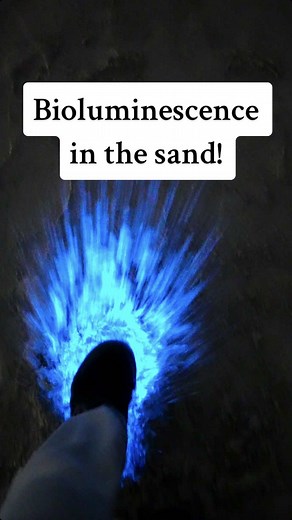 Experience Stunning Bioluminescence at Huntington Beach