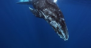 ocean noise pollution and its deadly impact on marine animals