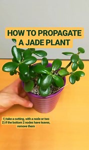 268K views · 880 reactions | Check out the video to learn how to propagate a Jade Plant  Let me know if you have any questions. | Mr. Houseplant | Facebook