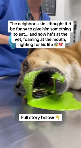 The other day I was outside and saw the neighbor’s kids throwing something into our yard. I didn’t think anything of it at first. Kids do stupid things sometimes. But then I noticed my dog licking whatever they’d thrown. He’s always been a good boy. Playful, calm, always waiting for me at the door. A few minutes later, something was off. He started breathing strangely. Then shaking. Then foam appeared around his mouth. I panicked. I grabbed him and rushed to the vet, honestly thinking I might be