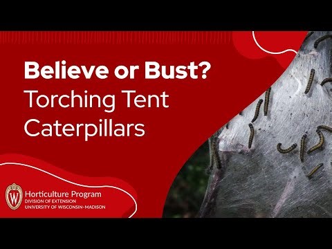 Garden Myths: Torching Tent Caterpillars