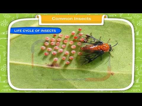 Common Insects class-3