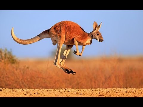 Kangaroo - Australian Kangaroos Documentary (Kangaroo Life)