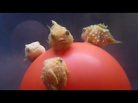 Facts: The Lumpfish