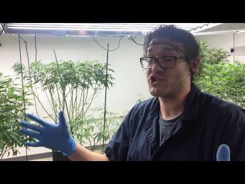 Growing Medical Marijuana