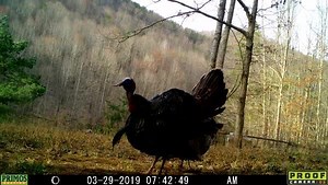 That'll get you fired up! We're counting down the days! When is opening morning for you? | Primos Hunting