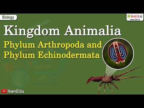 Kingdom Animalia: Phylum Arthropoda and Phylum Echinodermata | iKen | iKen App | iKen Edu