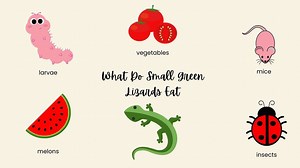 What Do Small Green Lizards Eat?