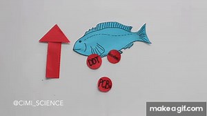 Bioaccumulation & Biomagnification: Increasingly Concentrated Problems! on Make a GIF
