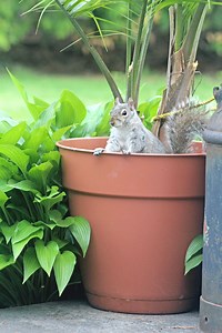 This Is the Easiest Way to Keep Squirrels Out of Your Yard