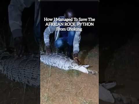 How I Managed To Save The AFRICAN ROCK ΡΥΤHOΝ From Choking!