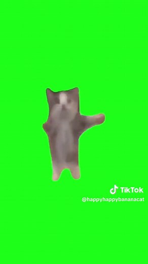 Happy Happy Happy Cat Compilation